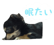 TAKU of Chihuahua sticker #13594125