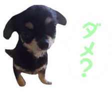 TAKU of Chihuahua sticker #13594126