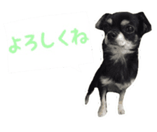 TAKU of Chihuahua sticker #13594129