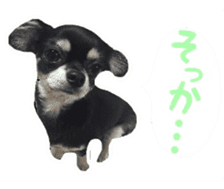 TAKU of Chihuahua sticker #13594130