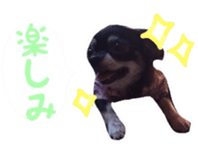 TAKU of Chihuahua sticker #13594131