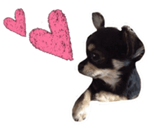 TAKU of Chihuahua sticker #13594134