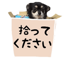 TAKU of Chihuahua sticker #13594135