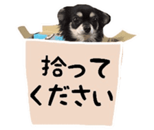 TAKU of Chihuahua sticker #13594135