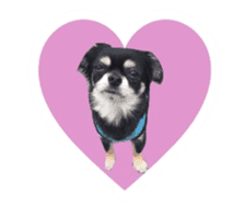 TAKU of Chihuahua sticker #13594136
