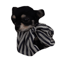 TAKU of Chihuahua sticker #13594138