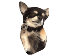 TAKU of Chihuahua sticker #13594139