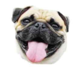 [Photo?] PUG dog part.1 sticker #13594950