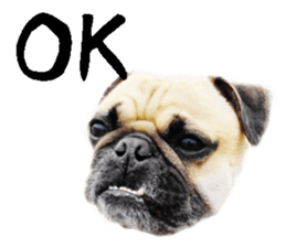 [Photo?] PUG dog part.1 sticker #13594951