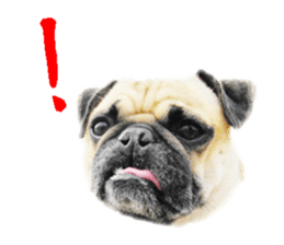 [Photo?] PUG dog part.1 sticker #13594952