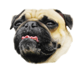 [Photo?] PUG dog part.1 sticker #13594953