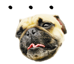 [Photo?] PUG dog part.1 sticker #13594954