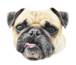 [Photo?] PUG dog part.1 sticker #13594955