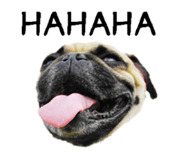 [Photo?] PUG dog part.1 sticker #13594956