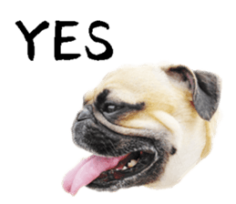 [Photo?] PUG dog part.1 sticker #13594957