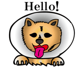 Shiba with a collar sticker #13594958