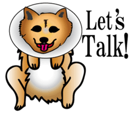 Shiba with a collar sticker #13594959