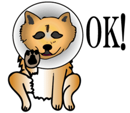 Shiba with a collar sticker #13594960