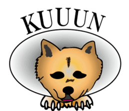 Shiba with a collar sticker #13594961