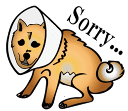 Shiba with a collar sticker #13594963