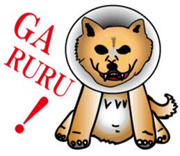 Shiba with a collar sticker #13594964
