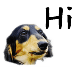 [Photo] DACHSHUND and PUG dog 1 sticker #13595590