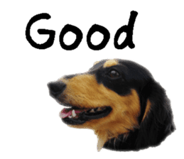[Photo] DACHSHUND and PUG dog 1 sticker #13595591