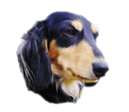 [Photo] DACHSHUND and PUG dog 1 sticker #13595592