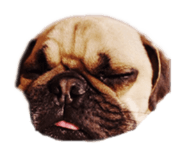 [Photo] DACHSHUND and PUG dog 1 sticker #13595595