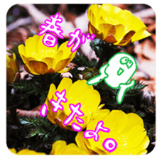 Nature Boy_japanese sticker #13601135