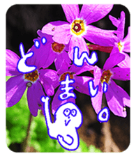 Nature Boy_japanese sticker #13601154