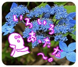 Nature Boy_japanese sticker #13601157