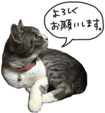 Another of my cat sticker. sticker #13601262