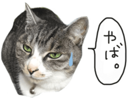 Another of my cat sticker. sticker #13601263