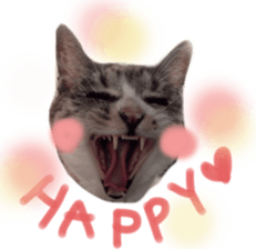 Another of my cat sticker. sticker #13601264