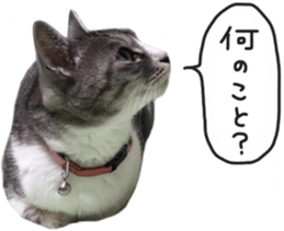 Another of my cat sticker. sticker #13601265