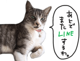 Another of my cat sticker. sticker #13601266