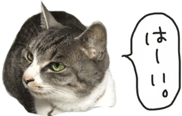 Another of my cat sticker. sticker #13601267