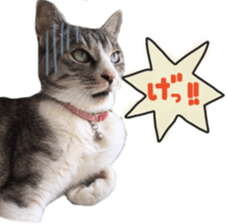 Another of my cat sticker. sticker #13601269