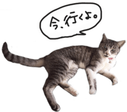 Another of my cat sticker. sticker #13601271