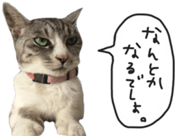 Another of my cat sticker. sticker #13601272