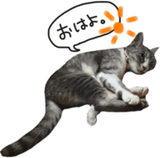 Another of my cat sticker. sticker #13601274