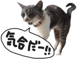 Another of my cat sticker. sticker #13601275