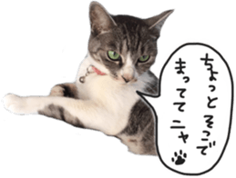 Another of my cat sticker. sticker #13601277