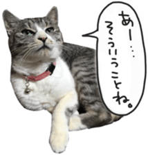 Another of my cat sticker. sticker #13601278