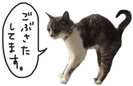 Another of my cat sticker. sticker #13601279