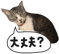 Another of my cat sticker. sticker #13601280