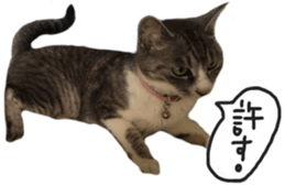 Another of my cat sticker. sticker #13601282