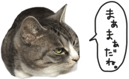 Another of my cat sticker. sticker #13601284