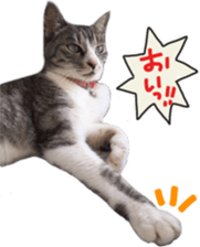 Another of my cat sticker. sticker #13601285